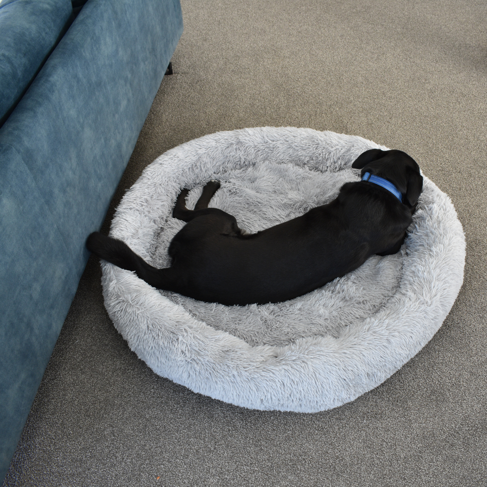 Calming Doughnut Bed