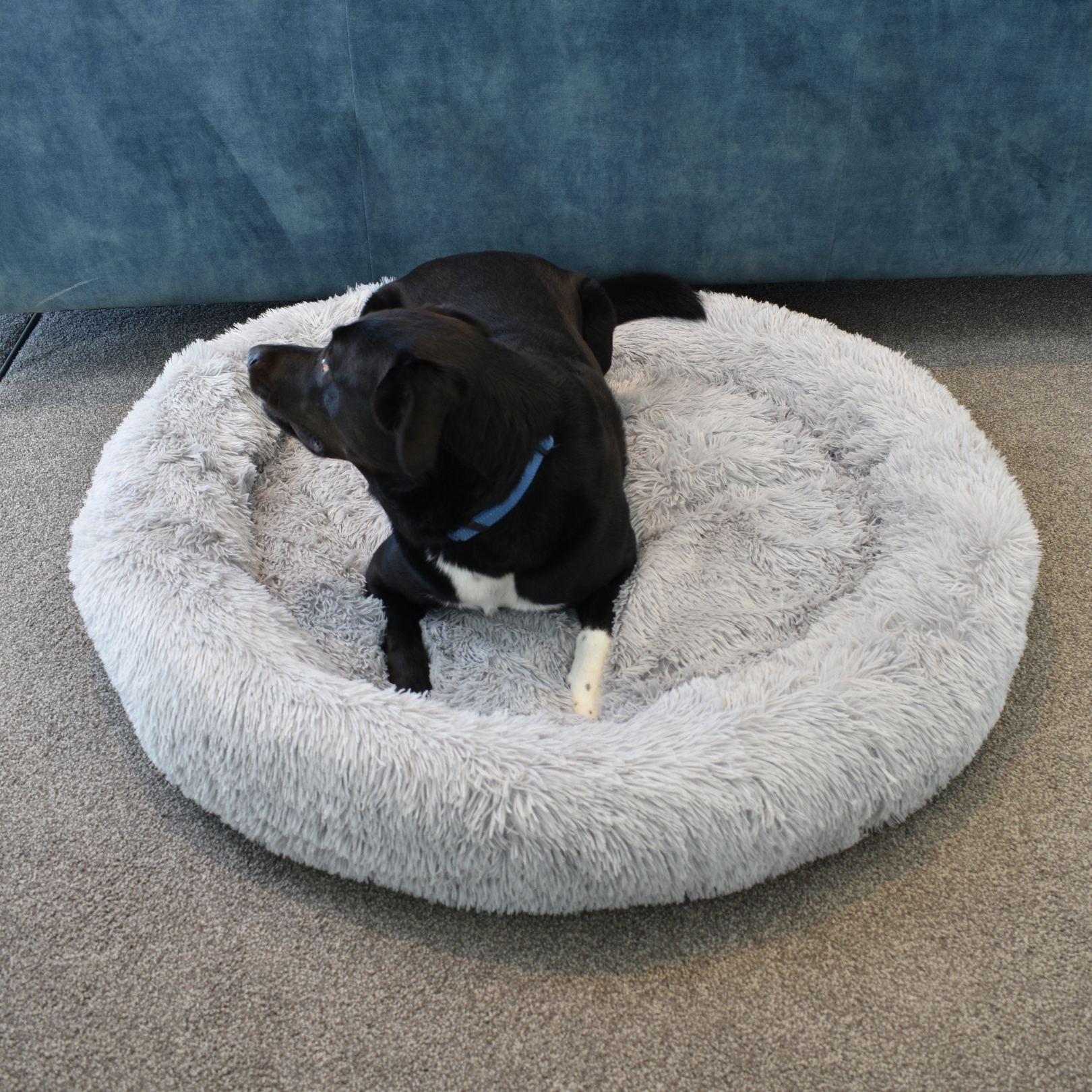 Calming Doughnut Bed