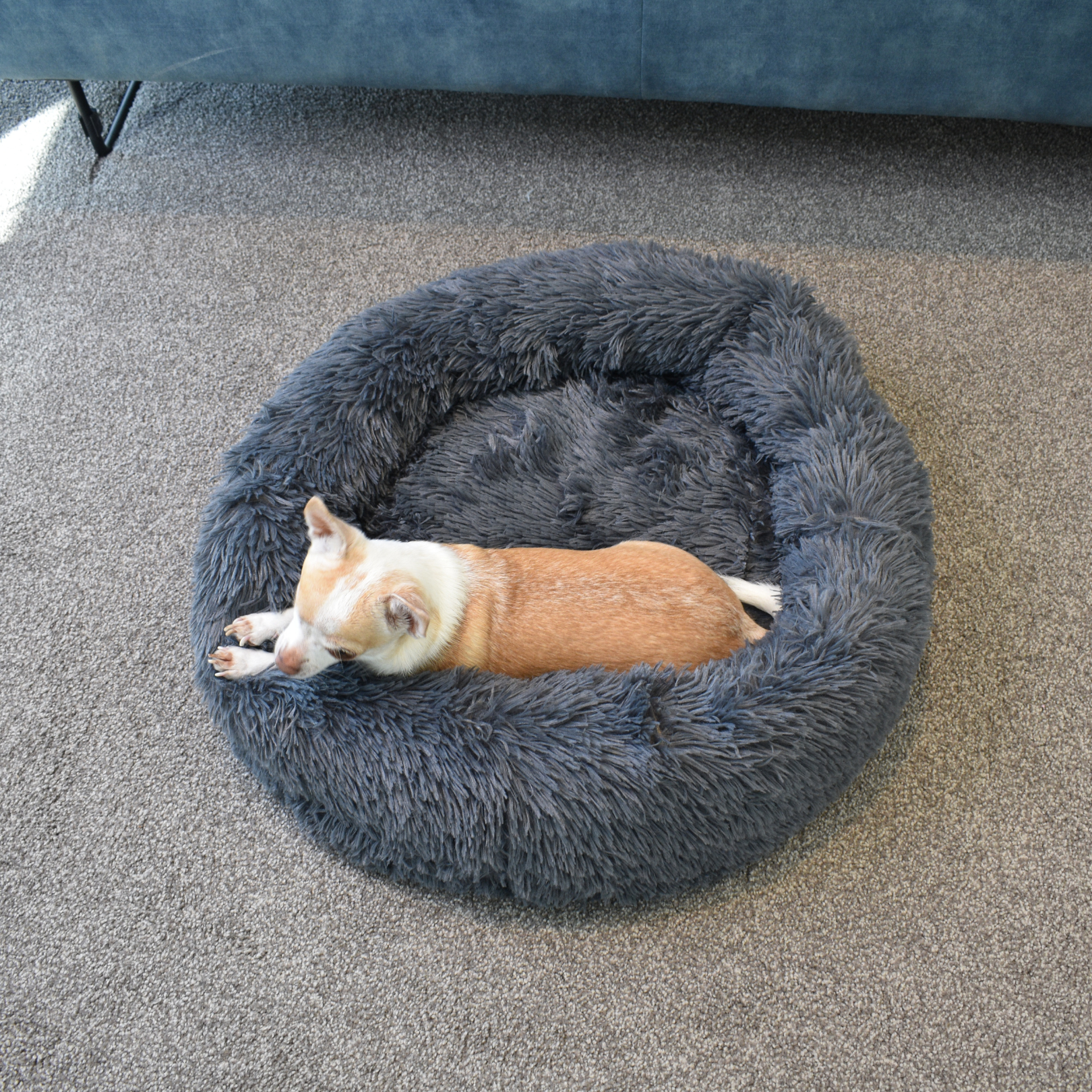 Calming Doughnut Bed