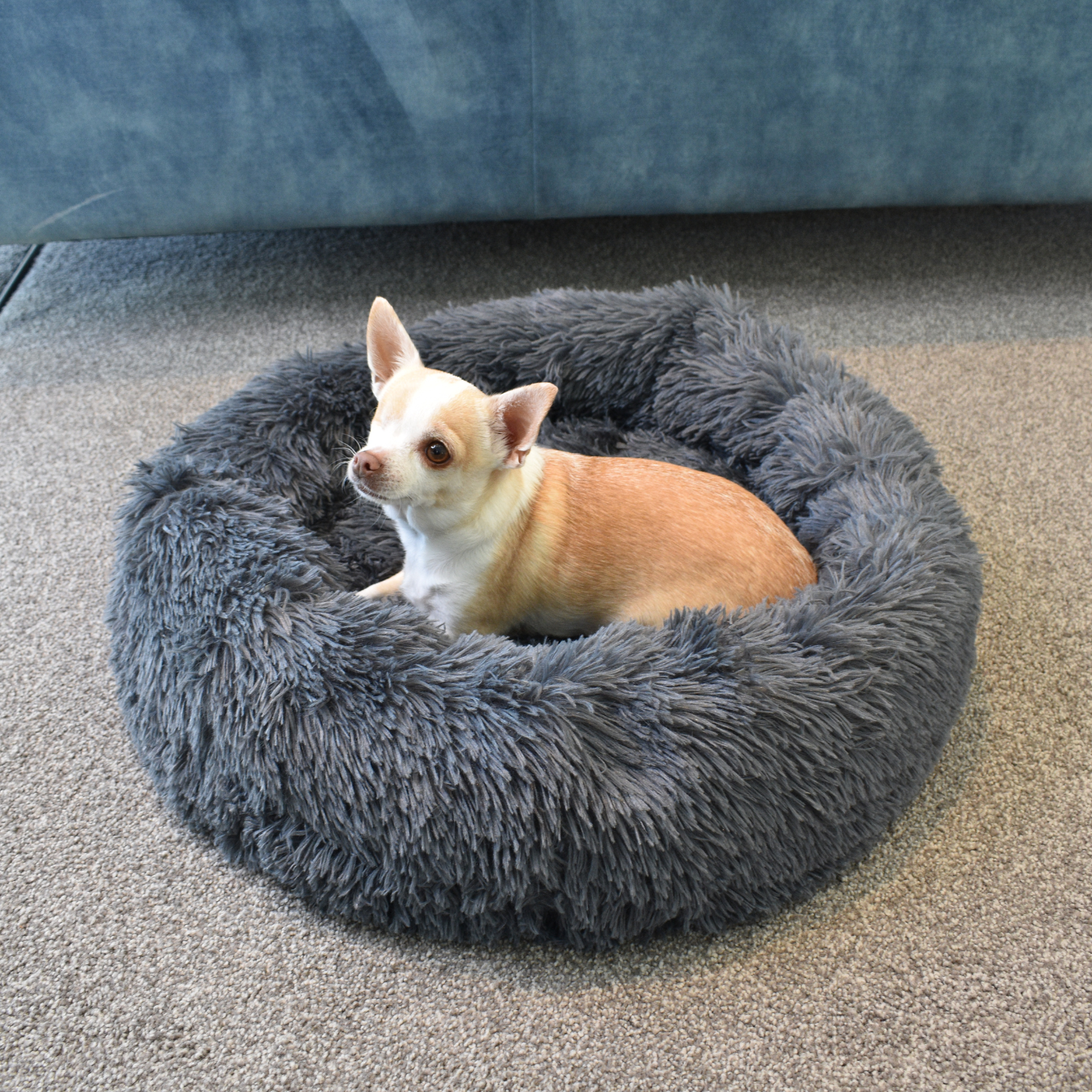 Calming Doughnut Bed