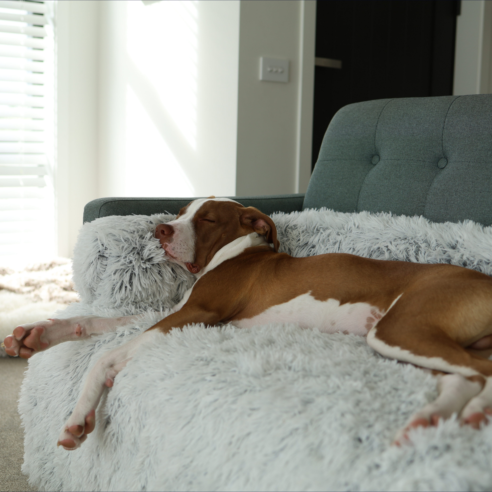 Calming Couch Bed