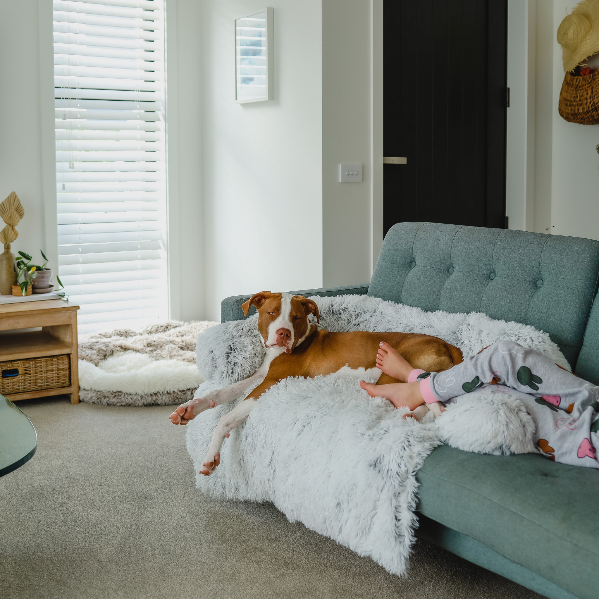 Calming Couch Bed