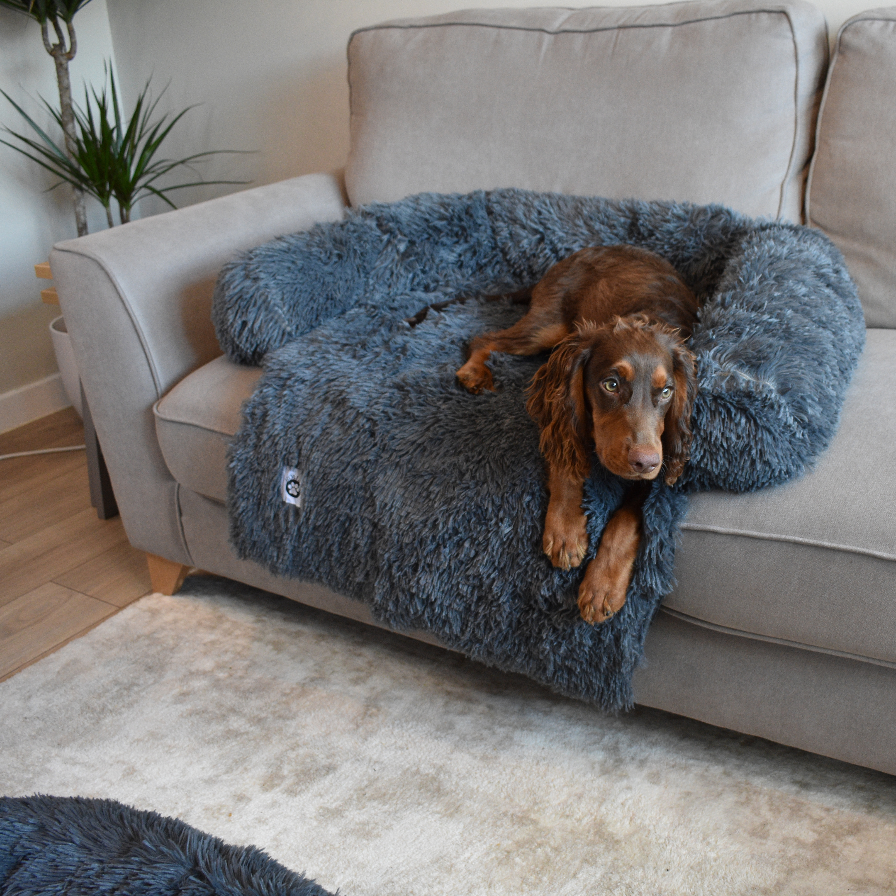 Calming Couch Bed