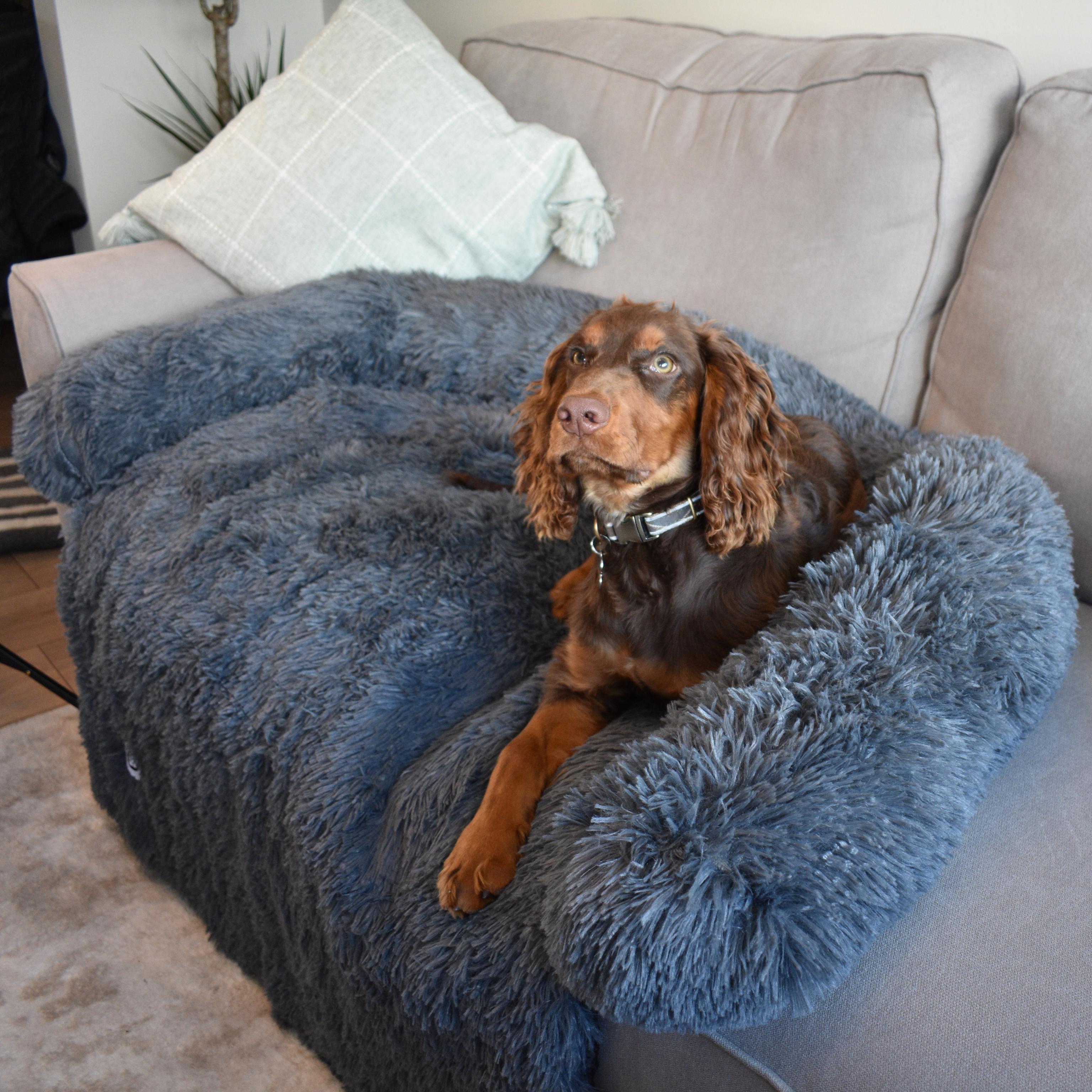 Calming Couch Bed