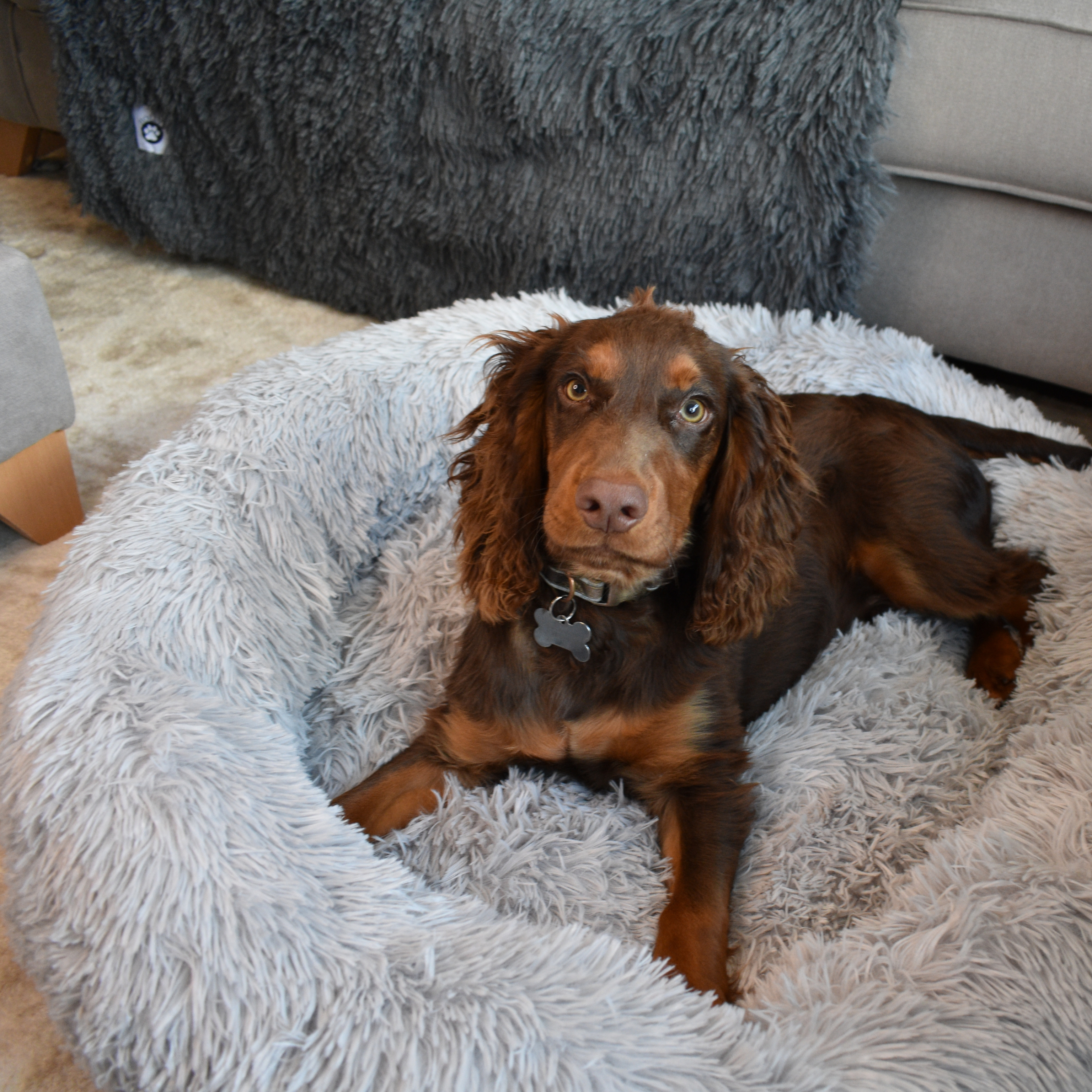 Calming Doughnut Bed