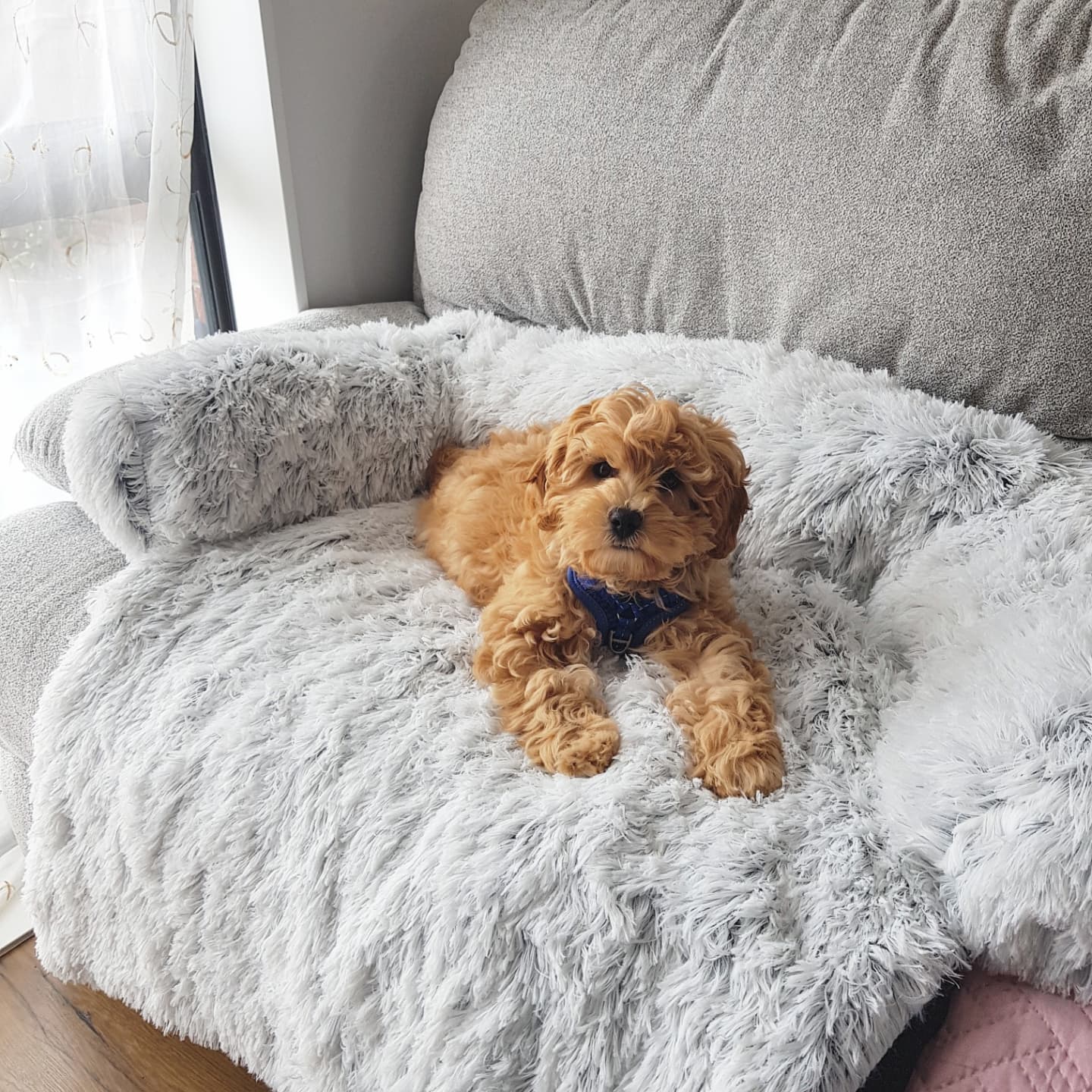 Calming Couch Bed